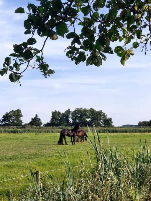 Tiny House "De Veenpolder" De Veenhoop 外观 照片